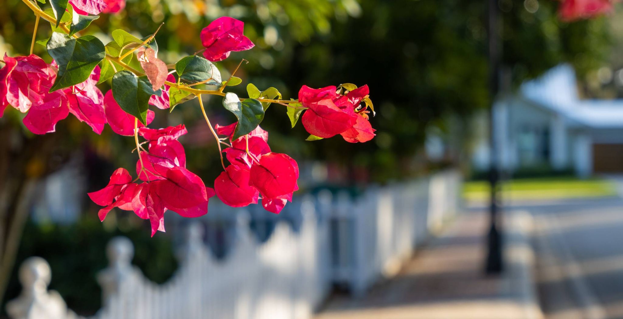 Mission 106 Luxury Apartments with pink flowers on tree hanging over sidewalk
