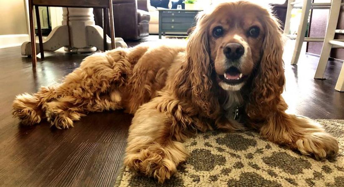 Mission 106 Luxury Apartments dog-friendly apartment community with a golden cocker spaniel dog